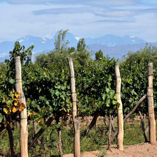 bodega con viñedos en Mendoza