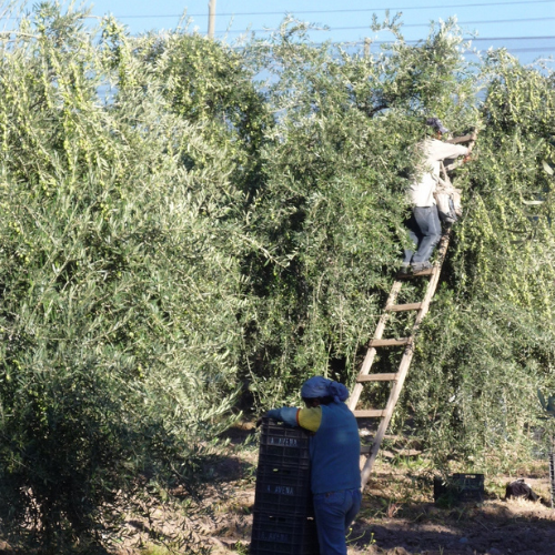 bodega con viñedos en Mendoza