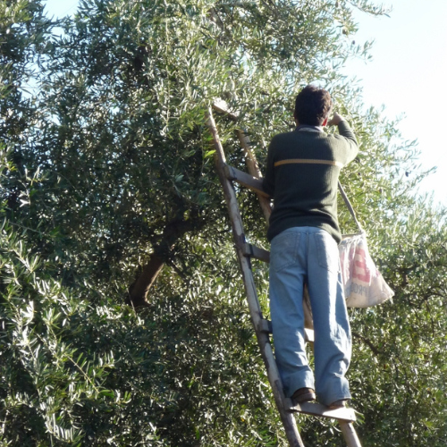 cosecha de aceitunas en mendoza